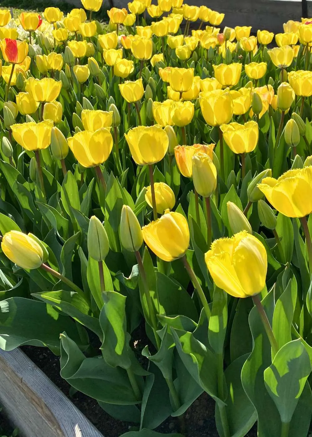 Pre-Cooled Fringed Elegance Tulip Bulbs