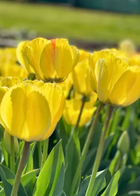 Pre-Cooled Fringed Elegance Tulip Bulbs
