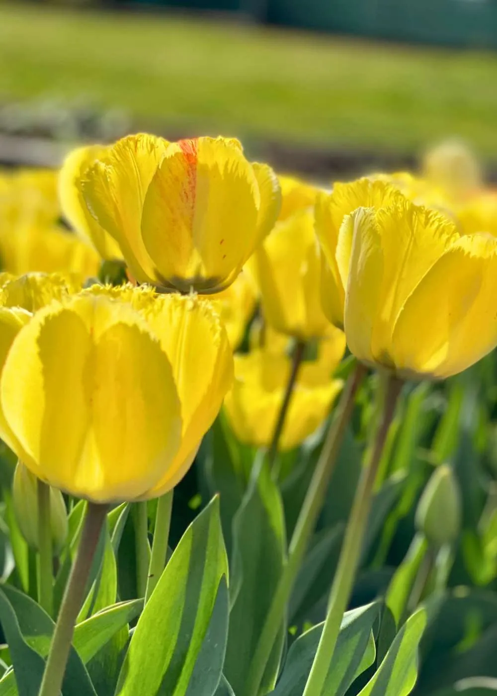 Pre-Cooled Fringed Elegance Tulip Bulbs