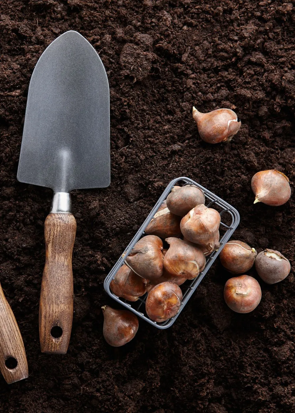 Pre-Cooled Joint Division Tulip Bulbs (Archived)