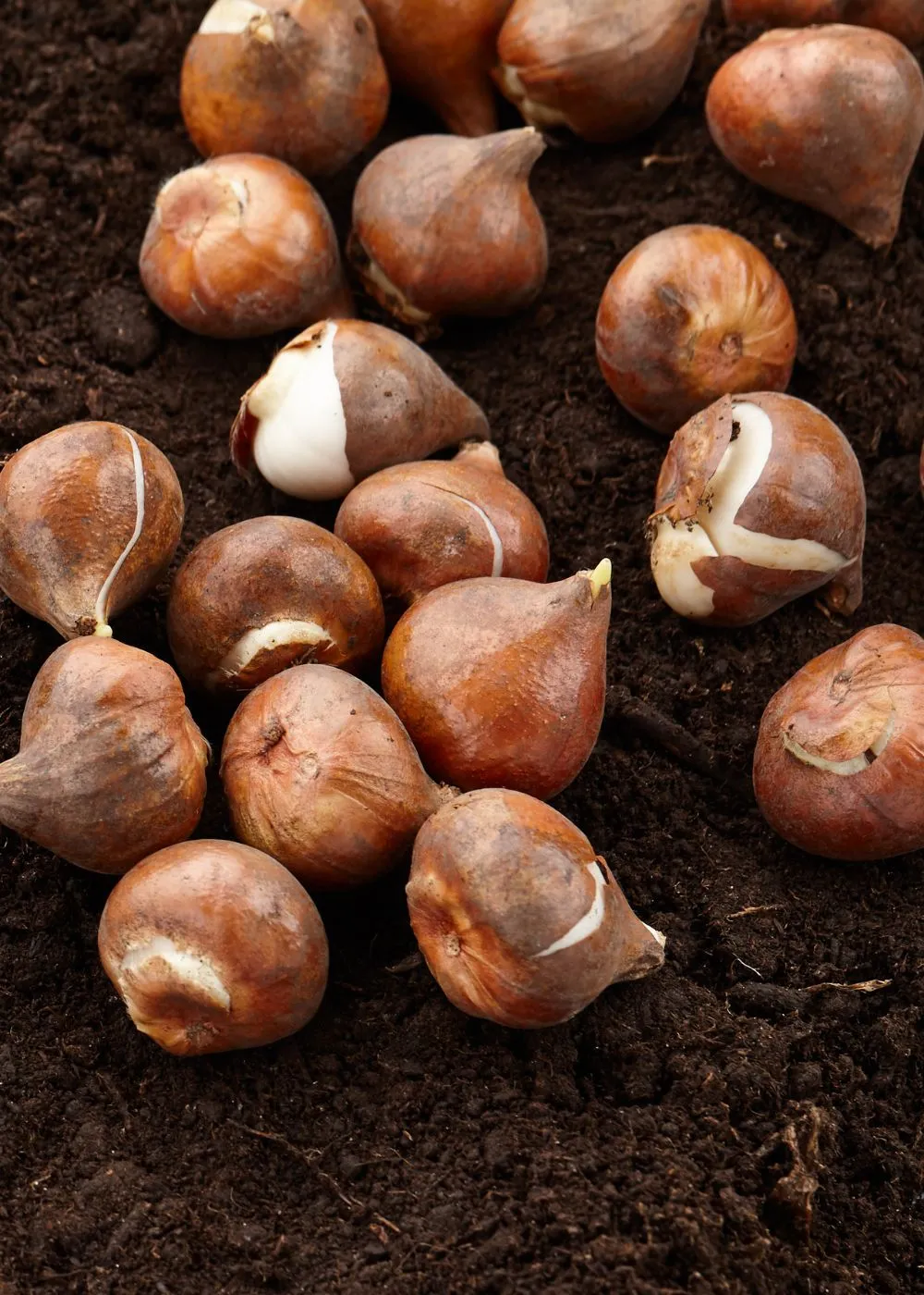 Pre-Cooled Joint Division Tulip Bulbs (Archived)