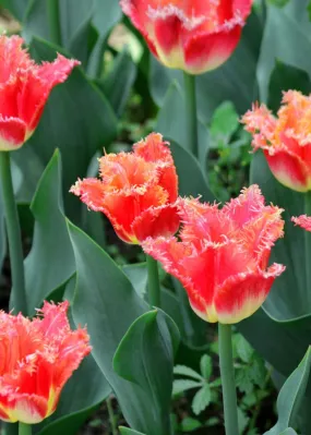 Pre-Cooled Joint Division Tulip Bulbs (Archived)