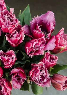 Pre-Cooled Mascotte Tulip Bulbs