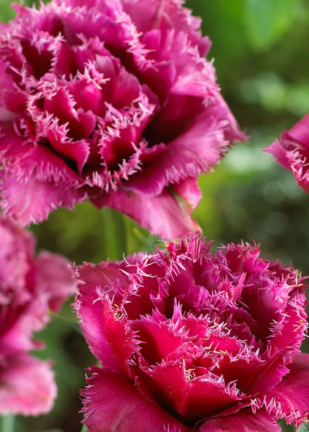Pre-Cooled Mascotte Tulip Bulbs
