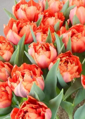 Pre-Cooled Royal Centennial Tulip Bulbs (Archived)