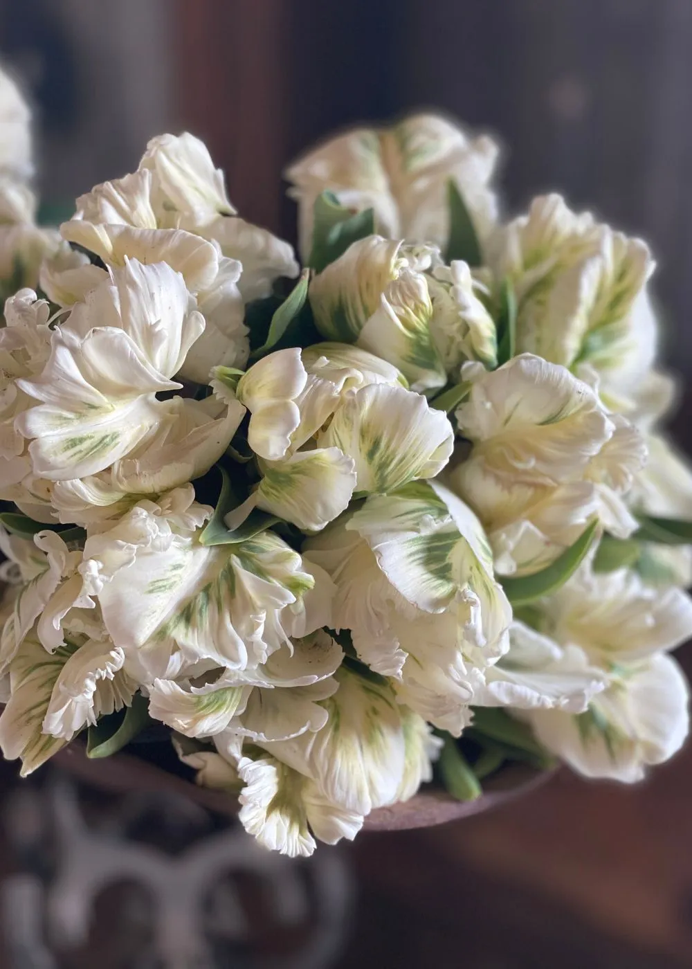 Pre-Cooled Super Parrot Tulip Bulbs
